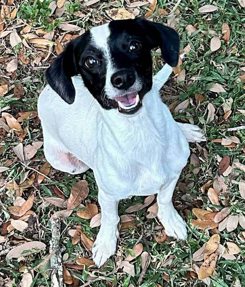 Pearl, a Adoptable Chihuahua in Osteen, FL image 3/3