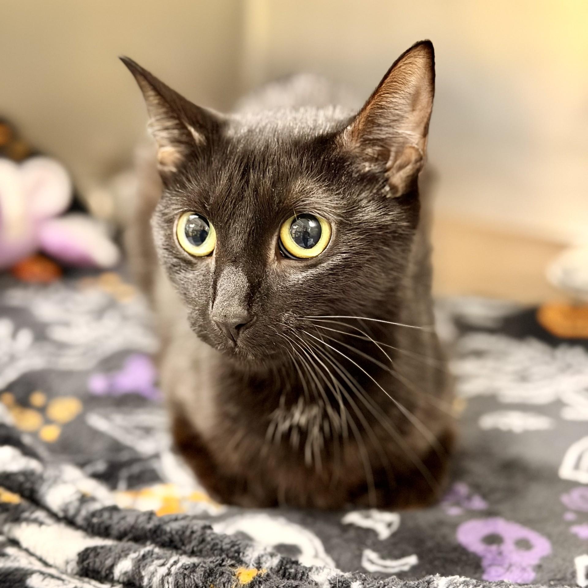 Promise, Adopted, Adult Female Domestic Short Hair.