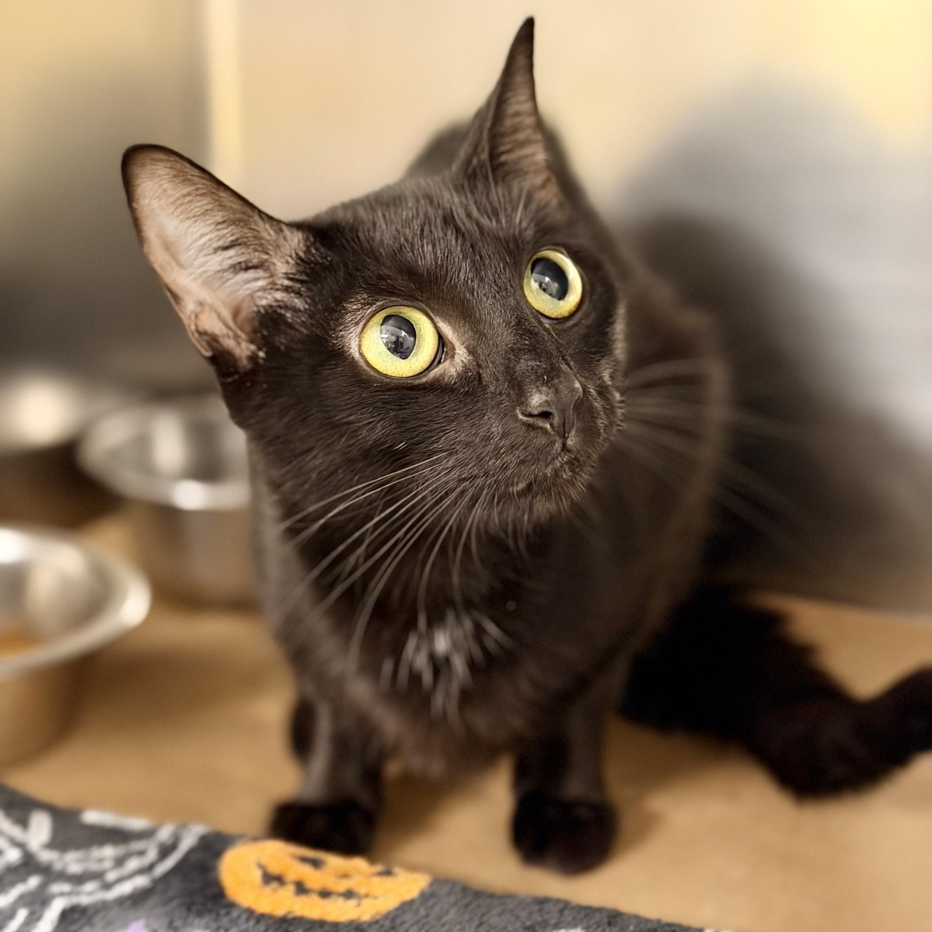 Enlarge Promise, a Adopted Domestic Short Hair in Jackson, NJ image 2/2