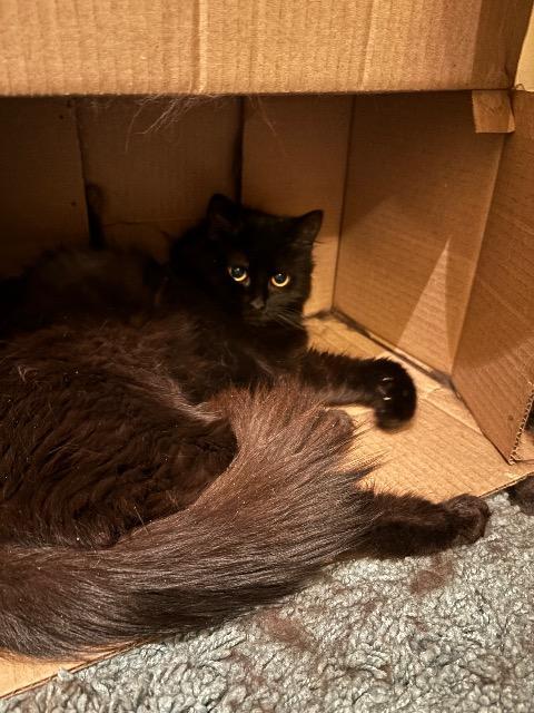 Enlarge Chia, a Adoptable mixed breed in Pawtucket, RI image 1/3