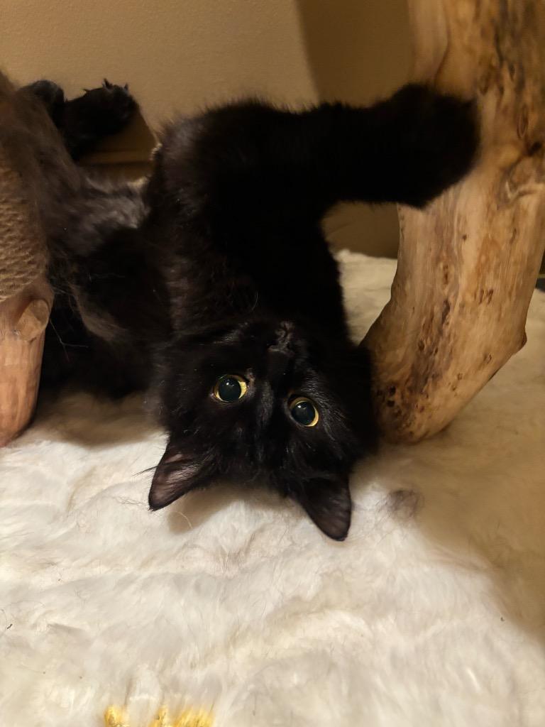 Enlarge Chia, a Adoptable mixed breed in Pawtucket, RI image 2/3