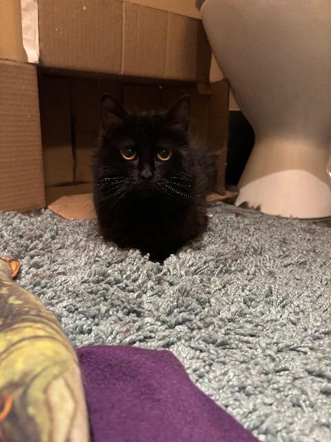Enlarge Chia, a Adoptable mixed breed in Pawtucket, RI image 3/3