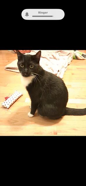 Midnight, a Adoptable Domestic Short Hair in Riverside, RI image 1/2