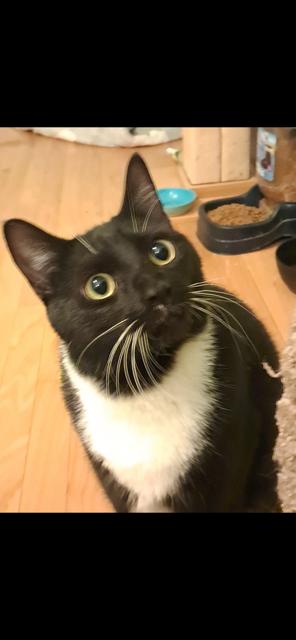 Midnight, a Adoptable Domestic Short Hair in Riverside, RI image 2/2