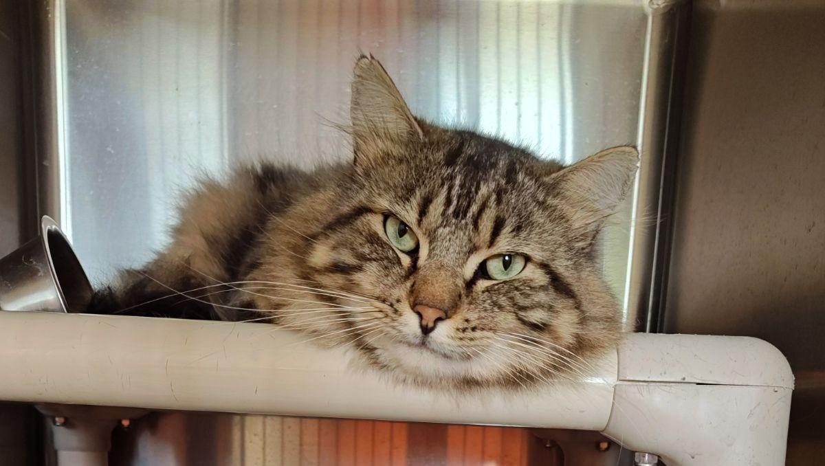 Teddy, an adopted Domestic Medium Hair in Wahpeton, ND image 5/5