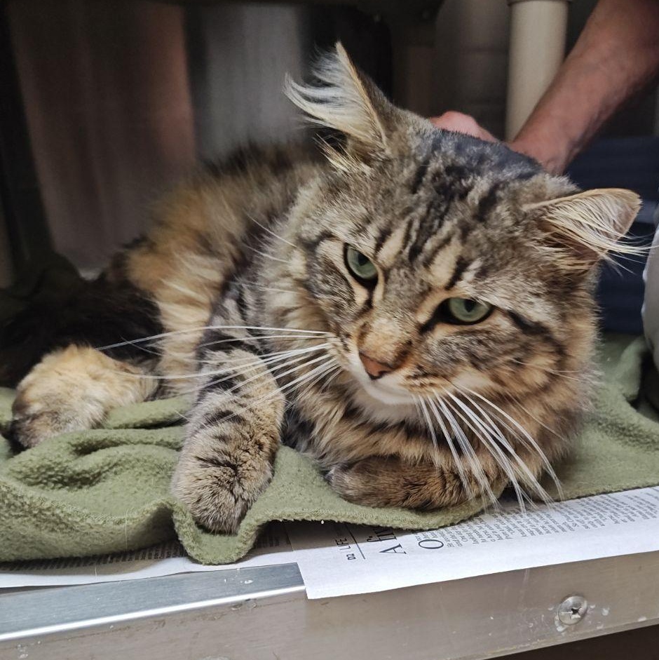 Teddy, adopted, Adult Male Domestic Medium Hair.