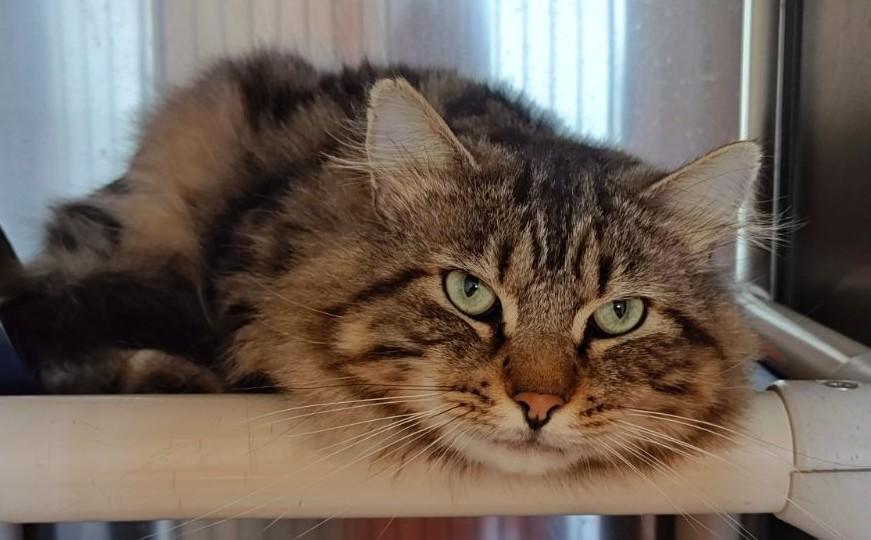 Teddy, an adopted Domestic Medium Hair in Wahpeton, ND image 2/5