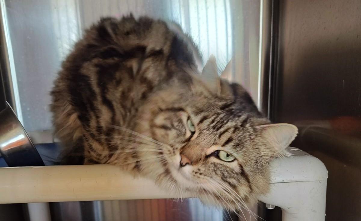 Teddy, an adopted Domestic Medium Hair in Wahpeton, ND image 3/5