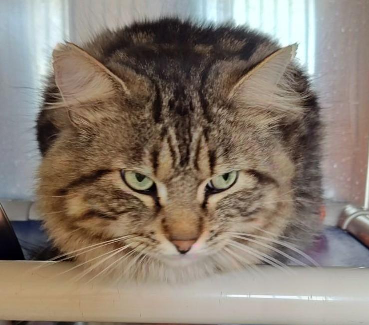 Teddy, an adopted Domestic Medium Hair in Wahpeton, ND image 4/5