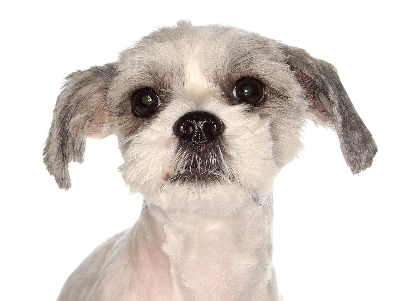 Gio, a Adopted Shih Tzu in Oakland Park, FL image 1/3