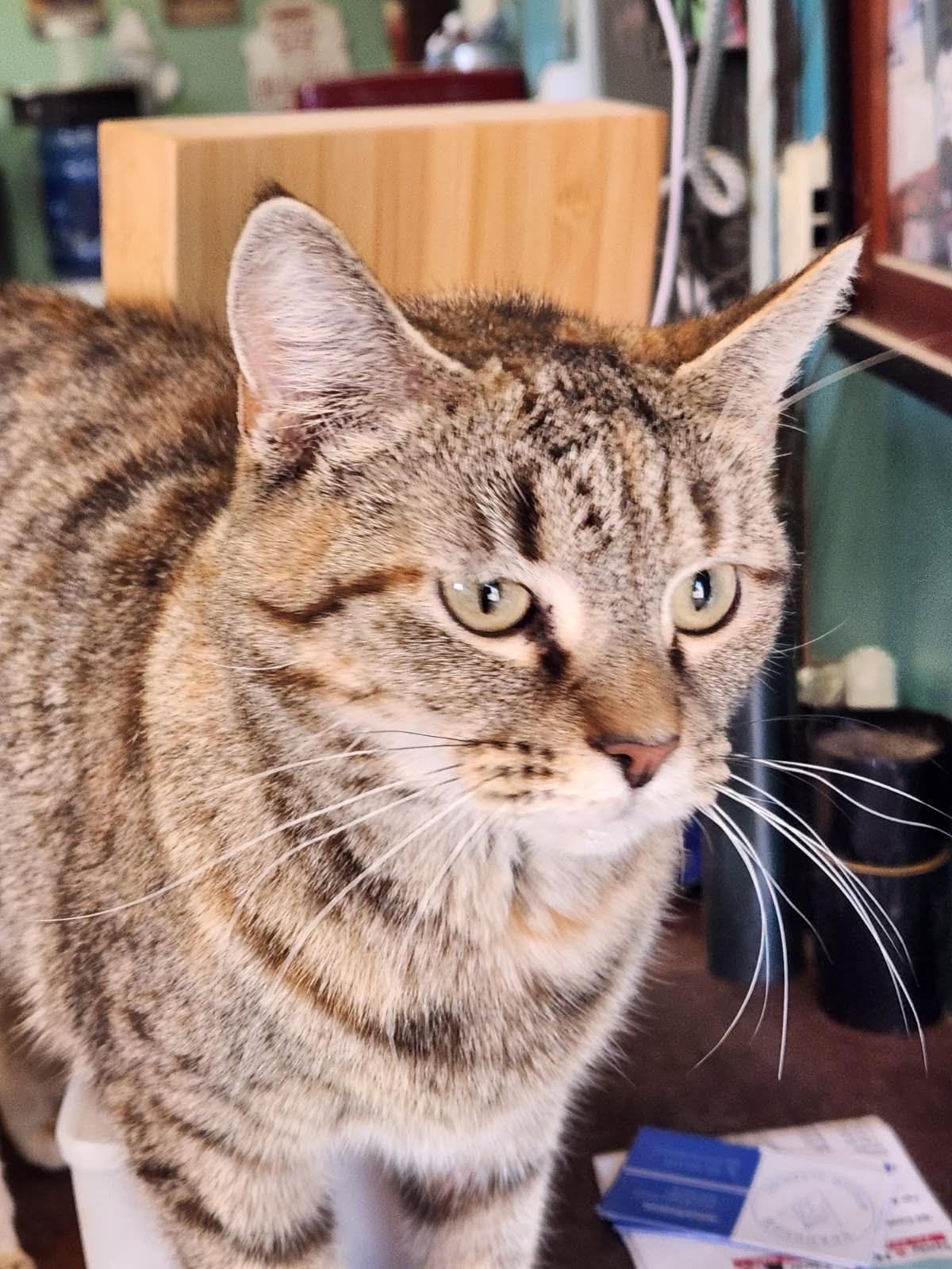 Biscuits, Adoptable, Adult Female Domestic Short Hair.