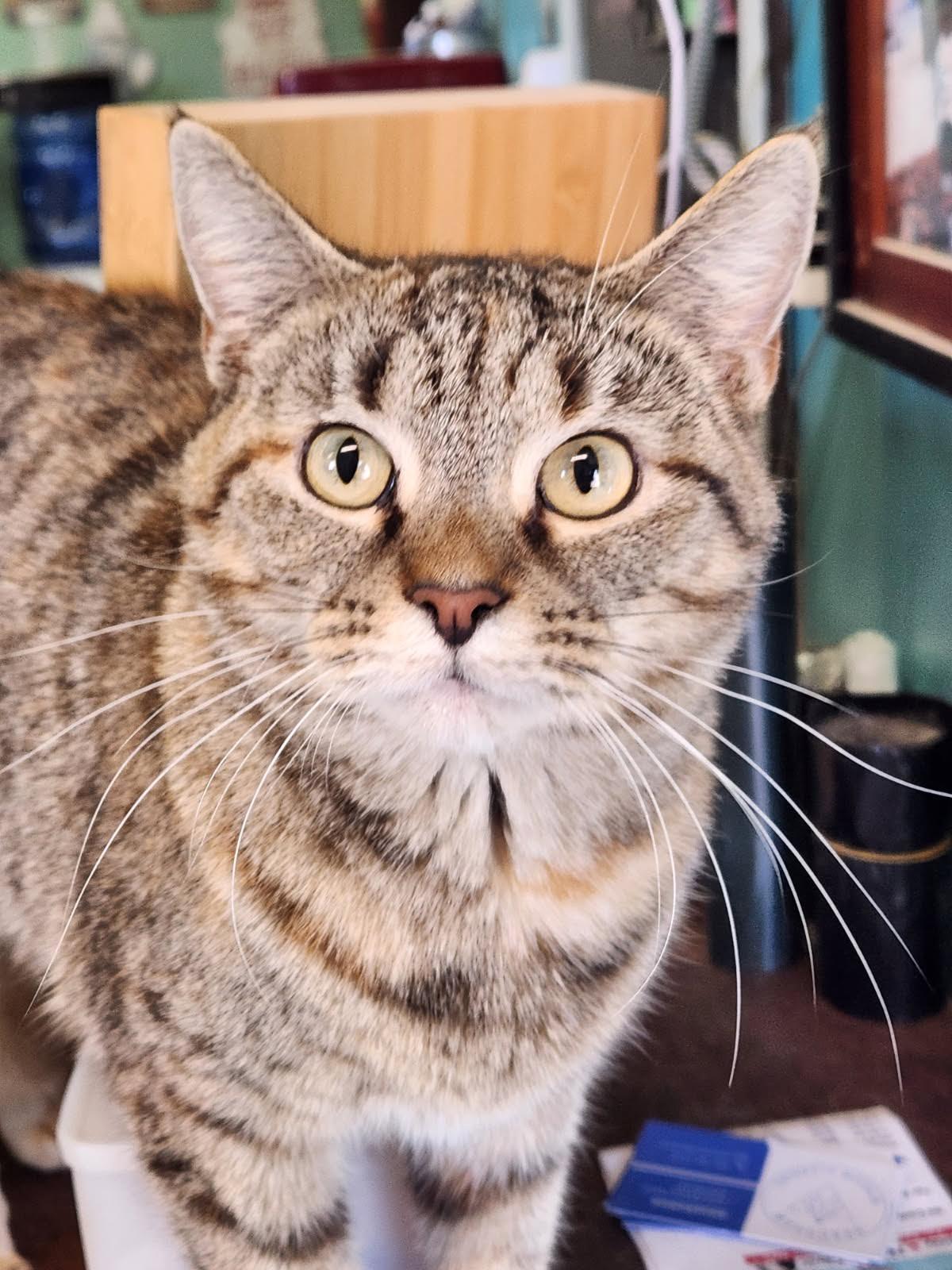 Enlarge Biscuits, a Adoptable Domestic Short Hair in Crossville, TN image 2/3