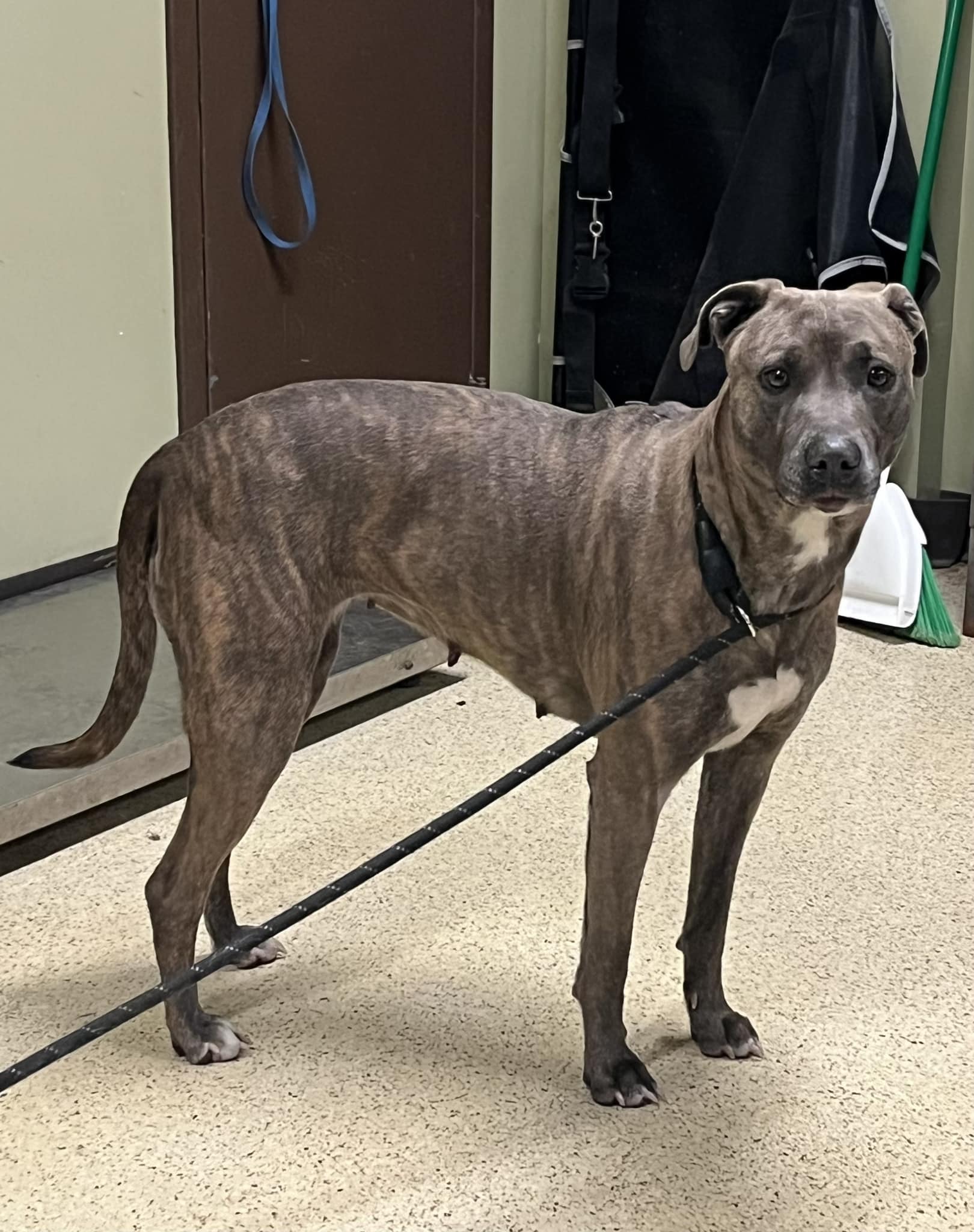 Animal Shelters Muncie Indiana 24 - nhv63gm