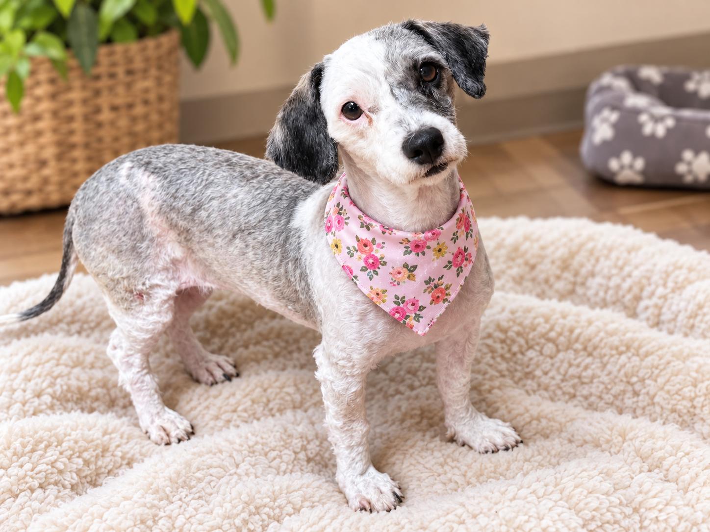Enlarge Tangled, an adopted mixed breed in Phoenix, AZ image 2/3