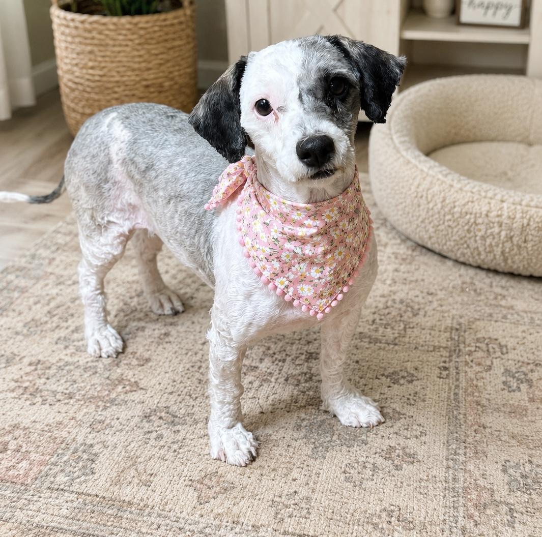 Enlarge Tangled, an adopted mixed breed in Phoenix, AZ image 1/3