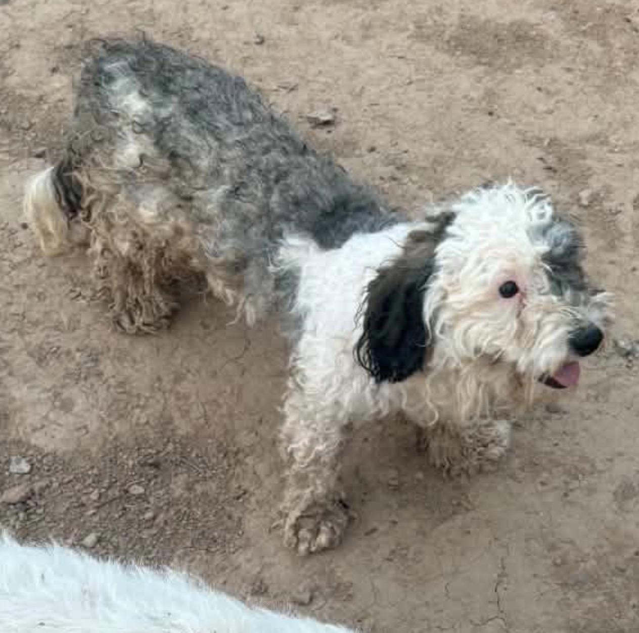 Enlarge Tangled, an adopted mixed breed in Phoenix, AZ image 3/3