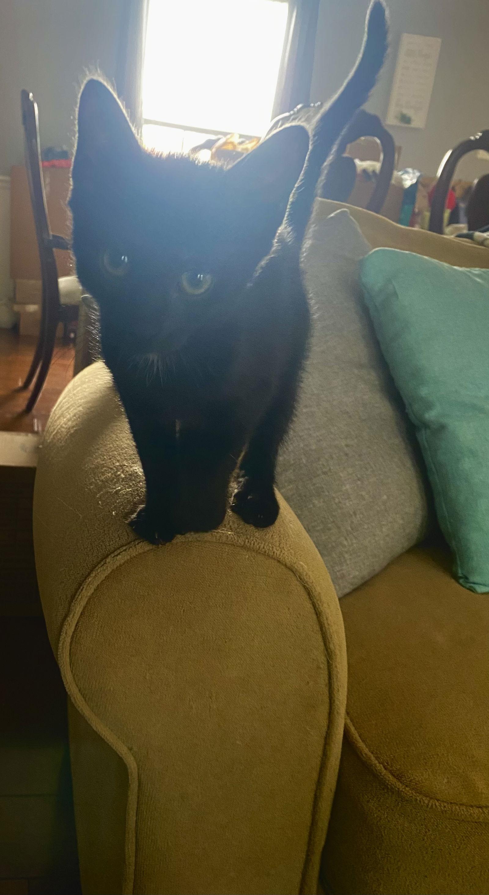 Enlarge Shaggy Rogers, a Adopted Domestic Short Hair in Trenton, NJ image 1/3