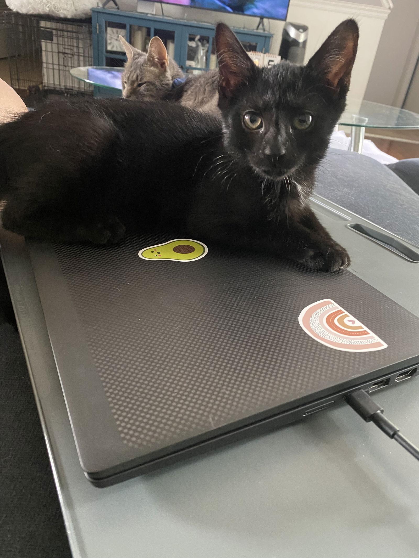 Enlarge Shaggy Rogers, a Adopted Domestic Short Hair in Trenton, NJ image 2/3