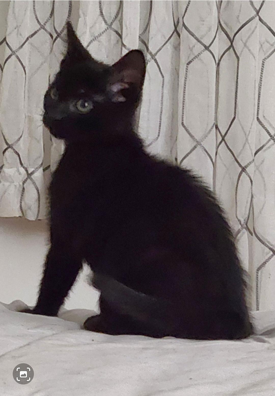 Enlarge Shaggy Rogers, a Adopted Domestic Short Hair in Trenton, NJ image 3/3