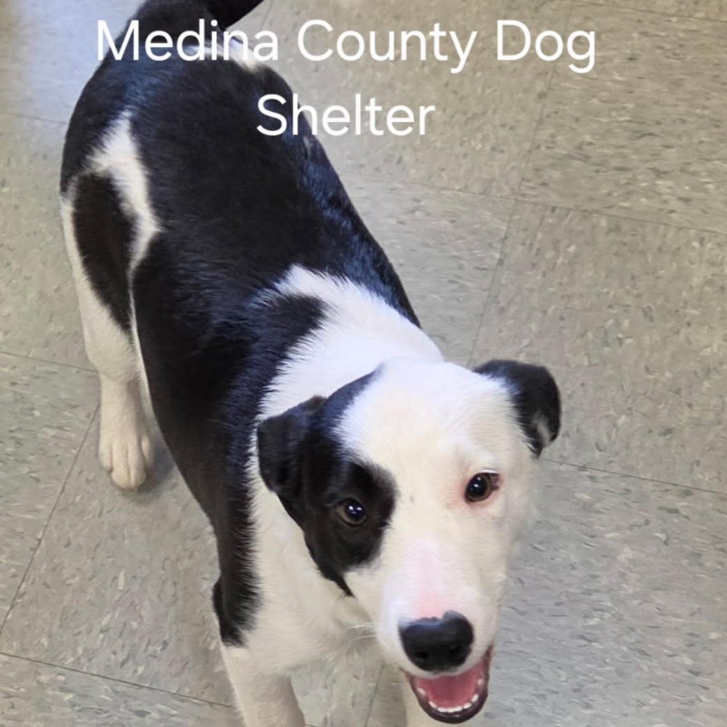 Enlarge Clover, an adopted mixed breed in Medina, OH image 1/1