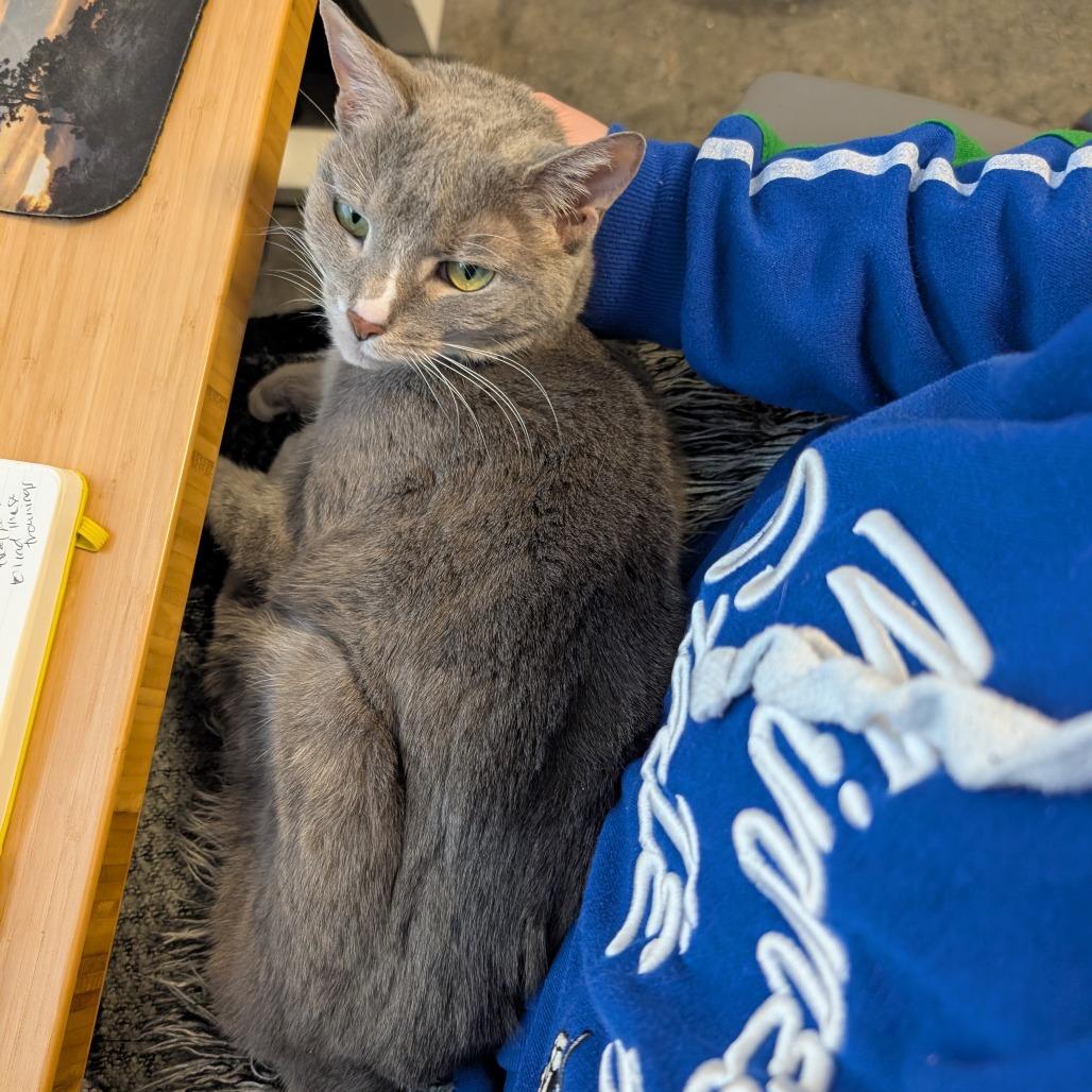 Little Edie, Adoptable, Senior Female Domestic Short Hair.