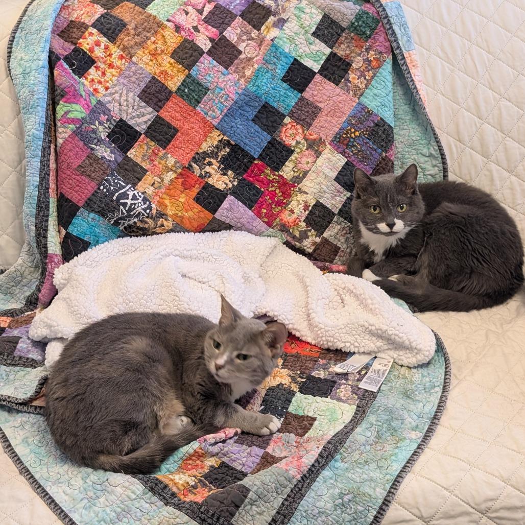 Enlarge Little Edie, a Adoptable Domestic Short Hair in Reisterstown, MD image 2/5
