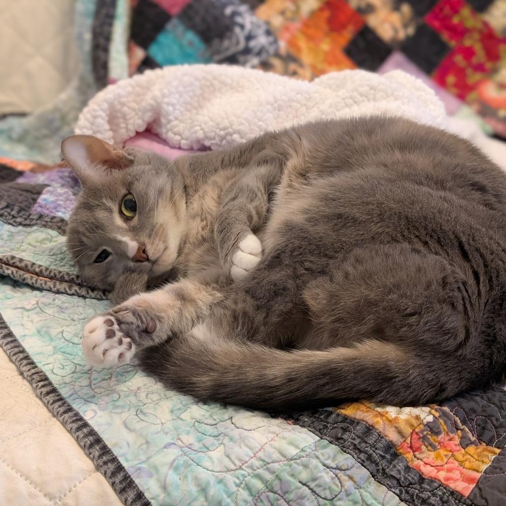 Enlarge Little Edie, a Adoptable Domestic Short Hair in Reisterstown, MD image 3/5