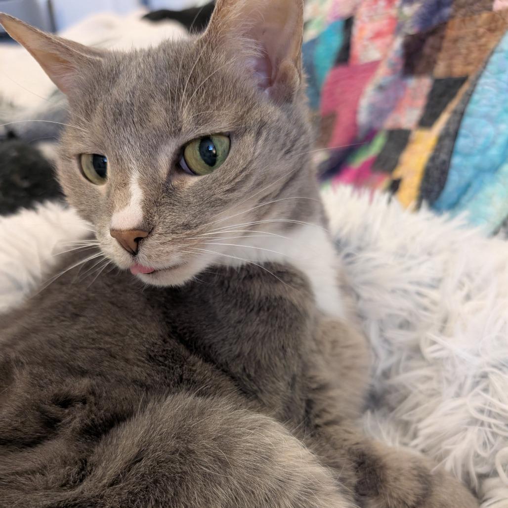 Enlarge Little Edie, a Adoptable Domestic Short Hair in Reisterstown, MD image 4/5