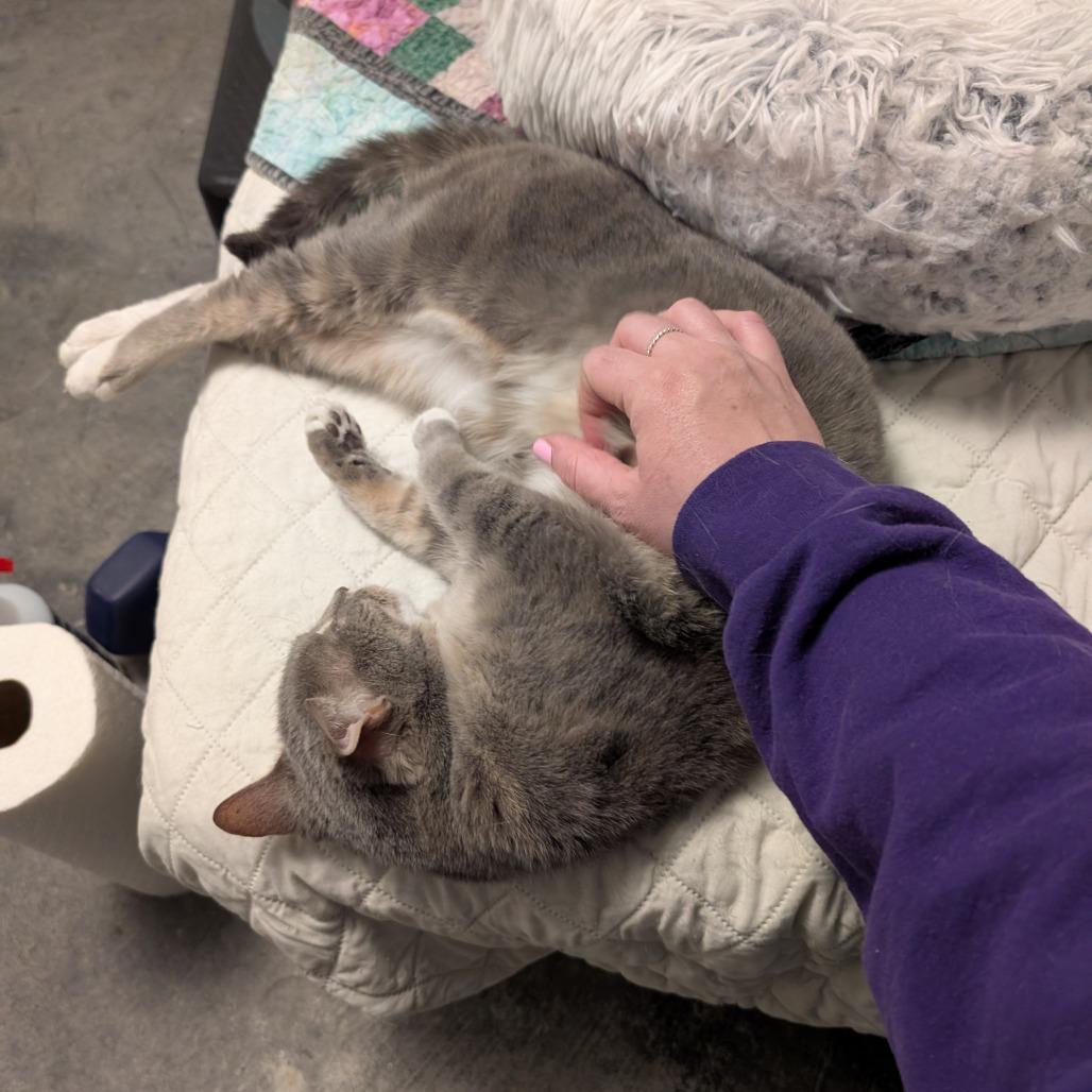 Enlarge Little Edie, a Adoptable Domestic Short Hair in Reisterstown, MD image 5/5