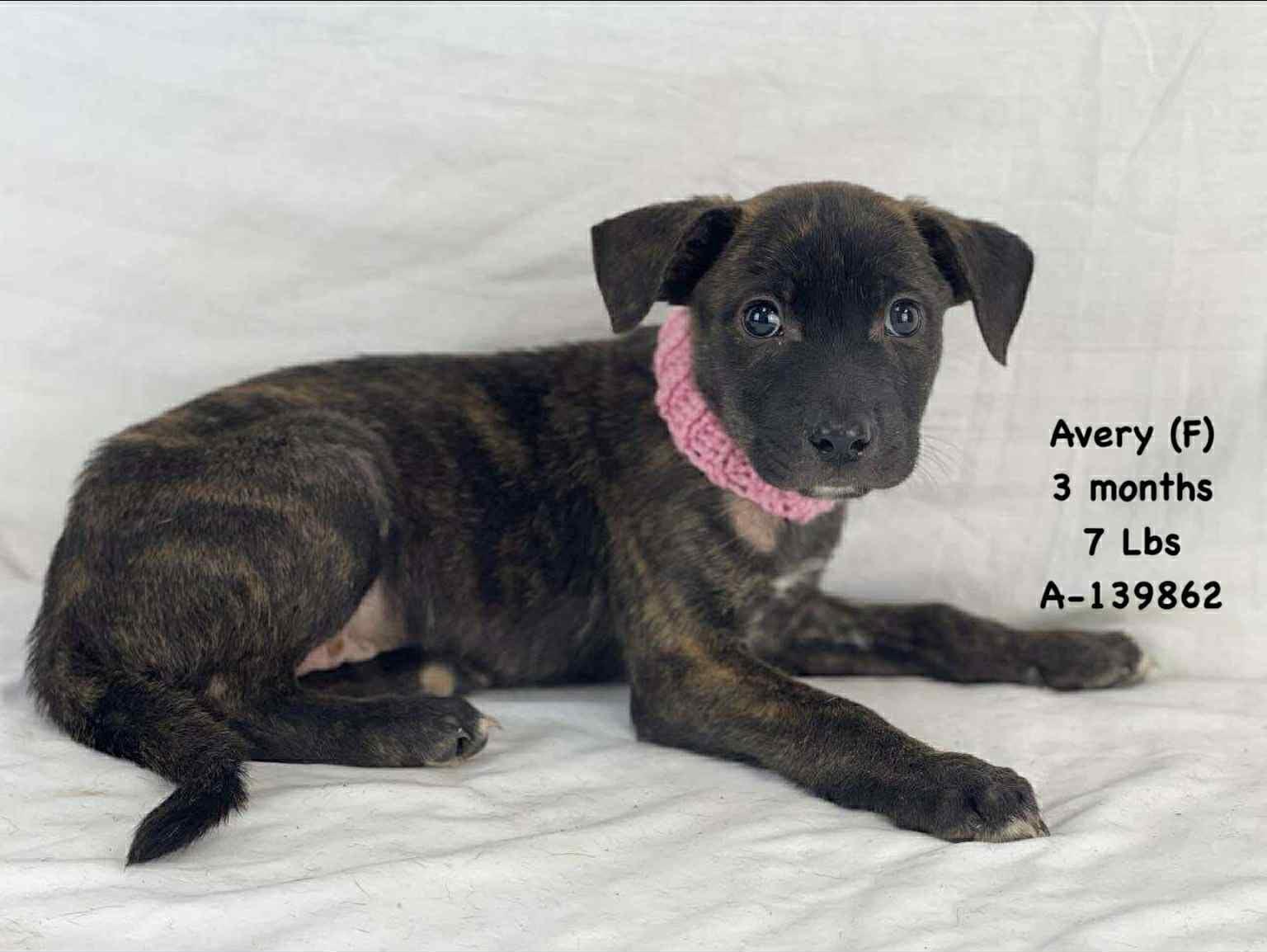 Avery the lab mix!