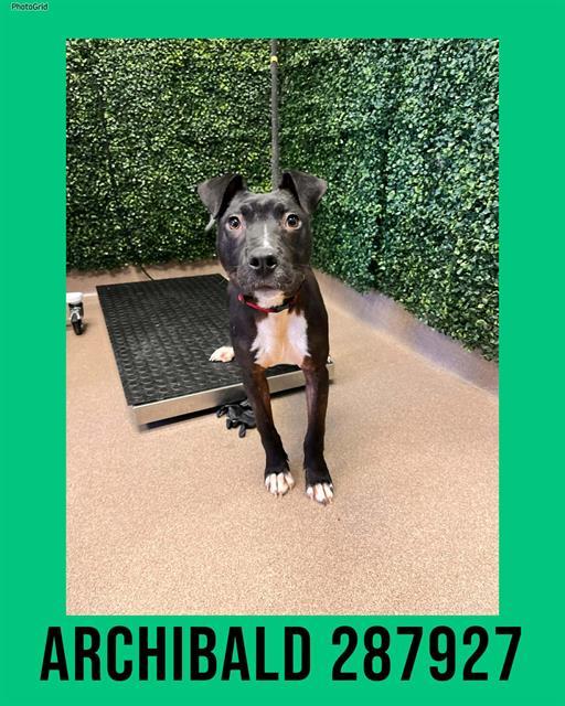 Enlarge ARCHIBALD, a Adoptable mixed breed in Macon, GA image 1/1