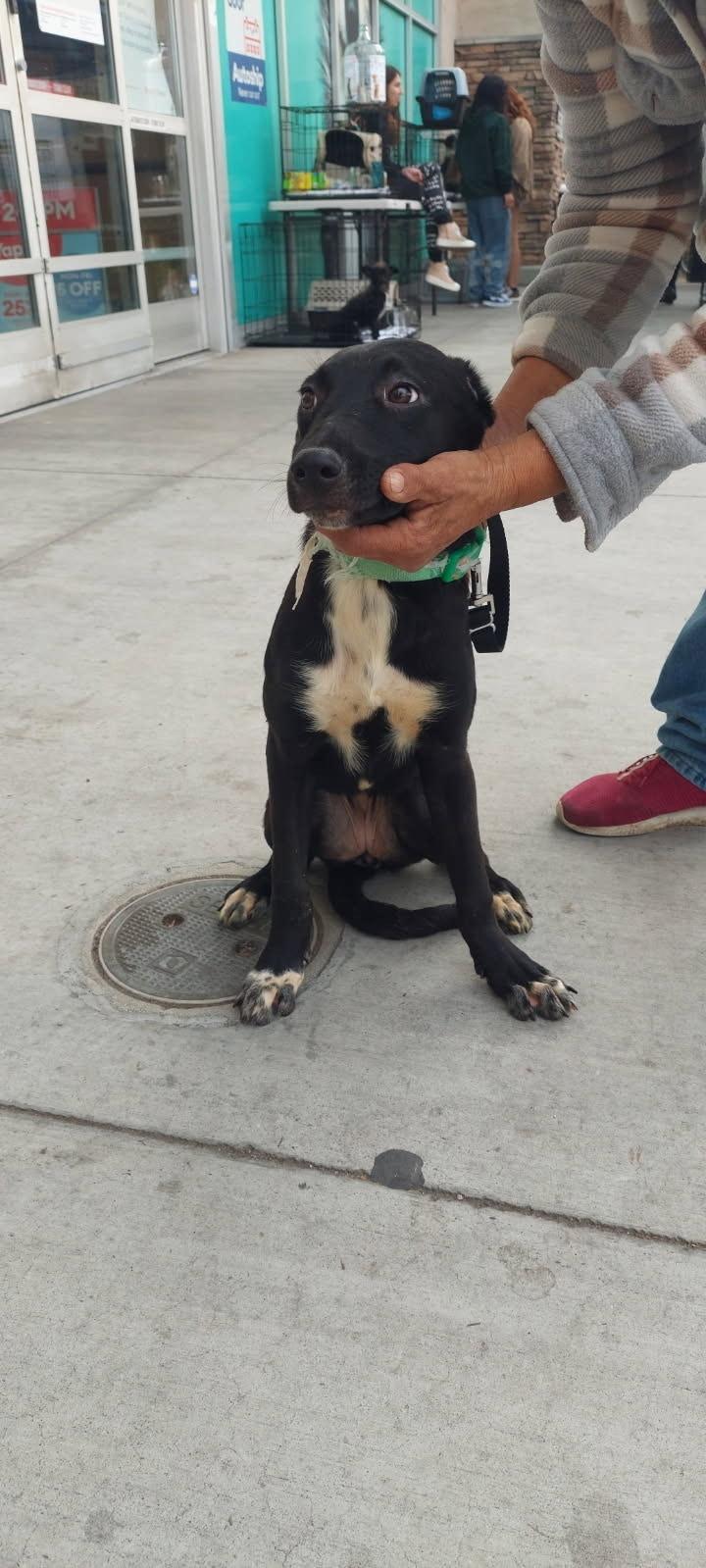 Enlarge Lady, a Adoptable mixed breed in Los Angeles, CA image 1/1