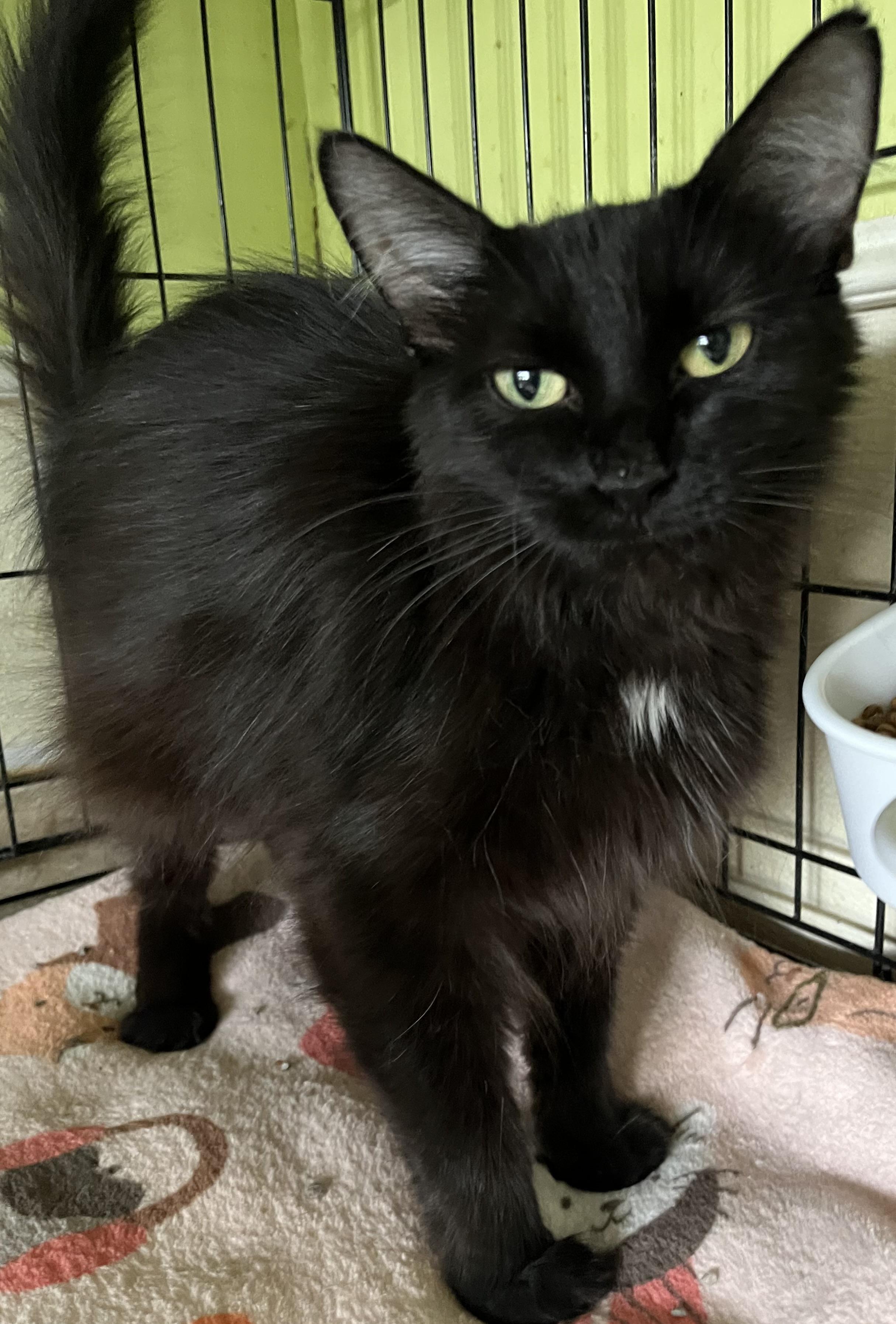 Miracle, Adult Female unknown