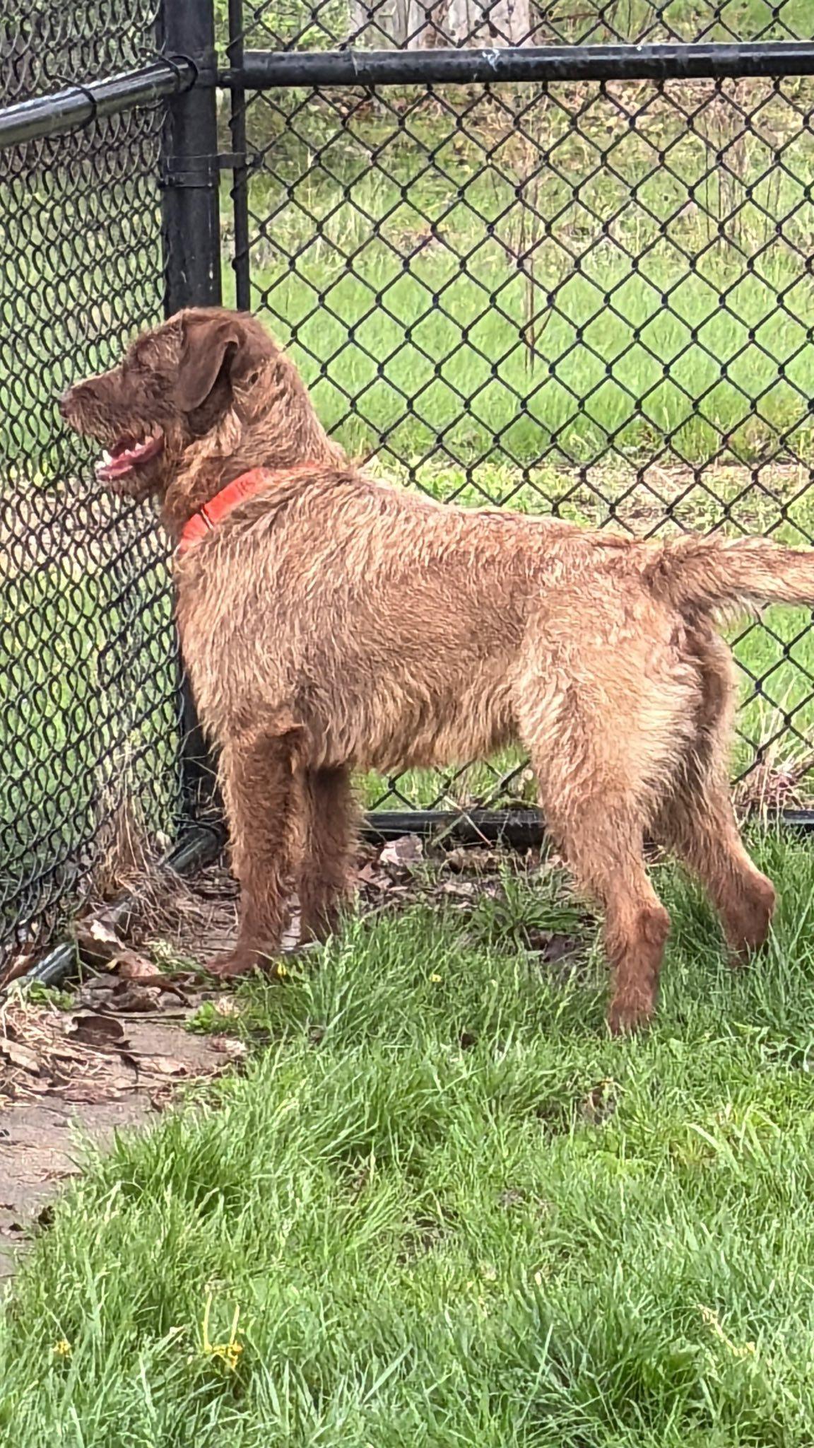 Enlarge Zoie, a ADOPTABLE mixed breed in Whitestown, IN image 3/5