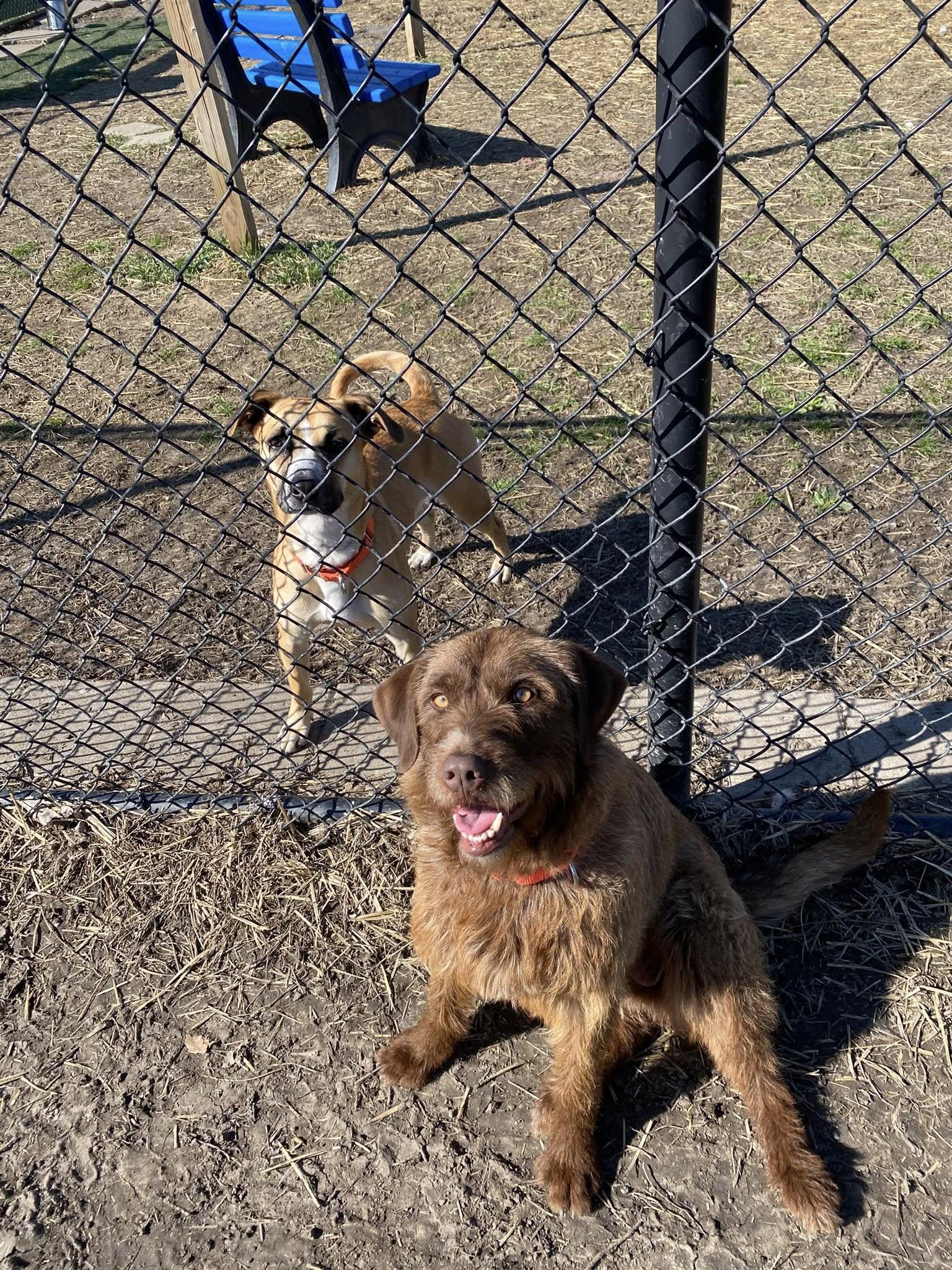 Enlarge Zoie, a ADOPTABLE mixed breed in Whitestown, IN image 2/5