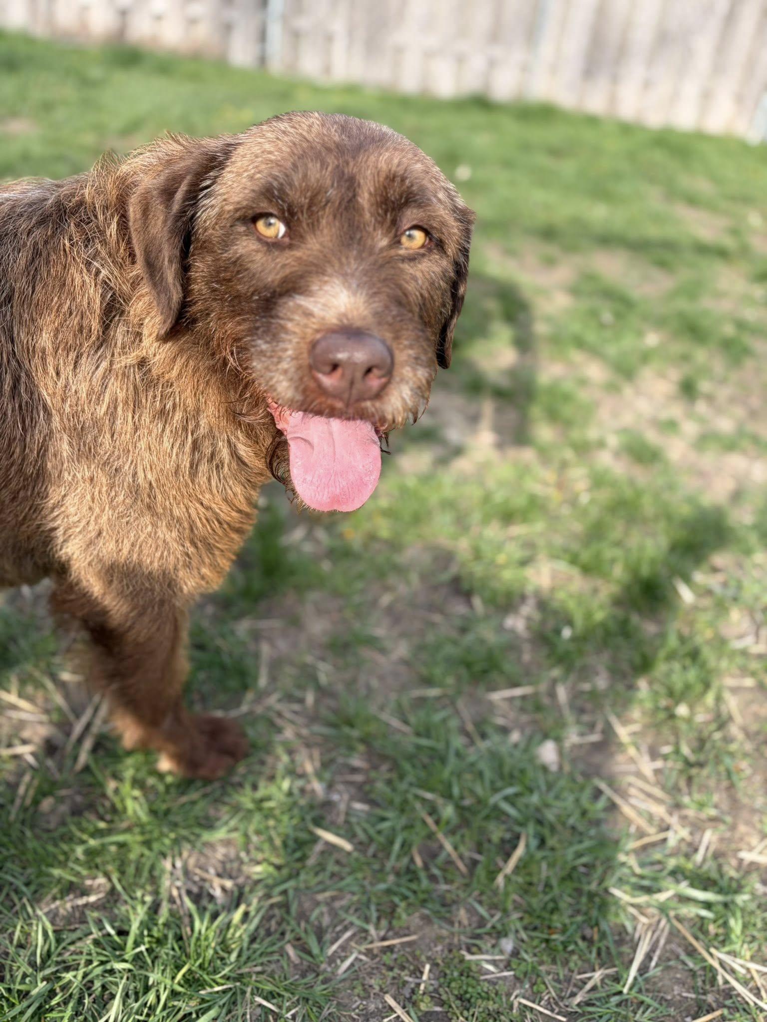 Enlarge Zoie, a ADOPTABLE mixed breed in Whitestown, IN image 5/5