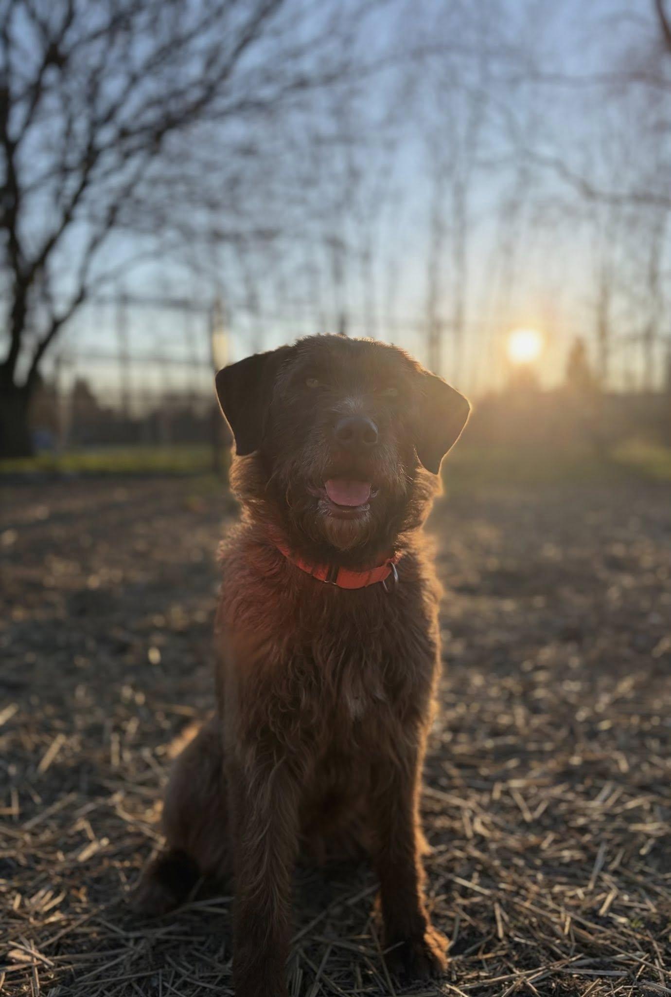 Enlarge Zoie, a ADOPTABLE mixed breed in Whitestown, IN image 4/5