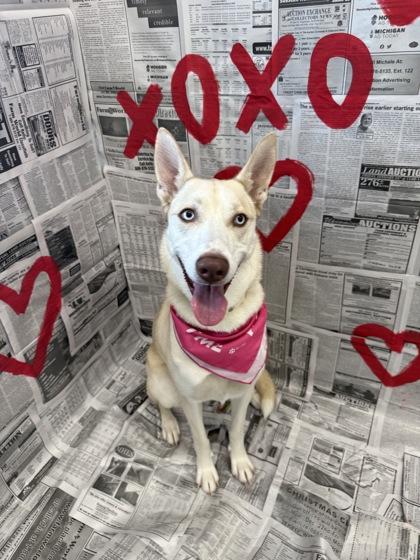 Topaz, Adoptable, Adult Female Mixed Breed & Mixed Breed.