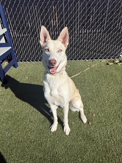 Enlarge Topaz, a Adoptable mixed breed in Lafayette, IN image 2/3