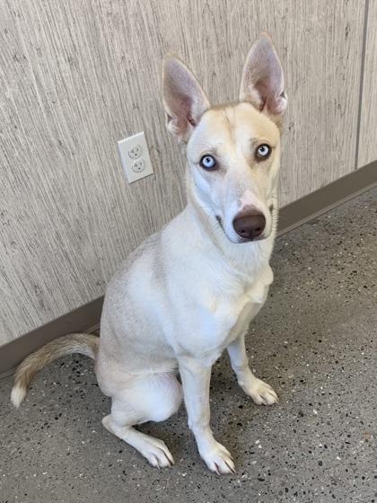 Enlarge Topaz, a Adoptable mixed breed in Lafayette, IN image 3/3