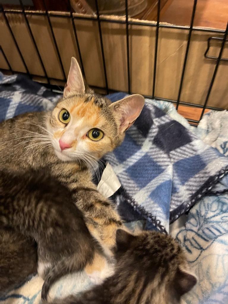 Enlarge Chloe, a Adoptable mixed breed in Brainardsville, NY image 2/2