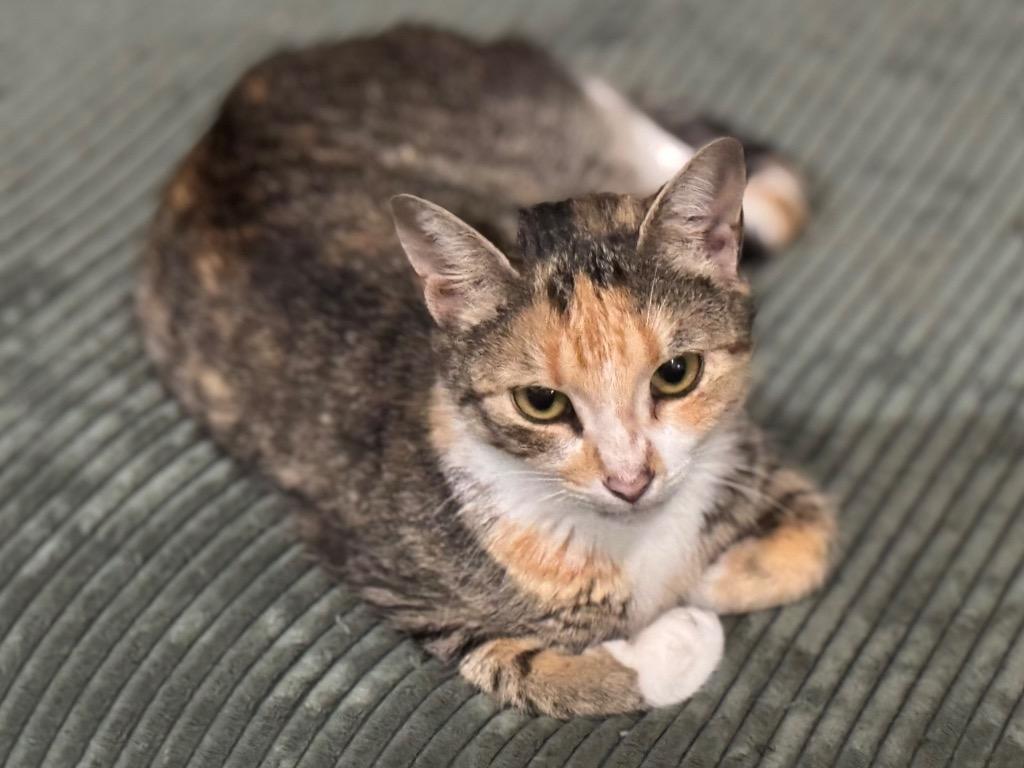 Enlarge Chloe, a Adoptable mixed breed in Brainardsville, NY image 2/2