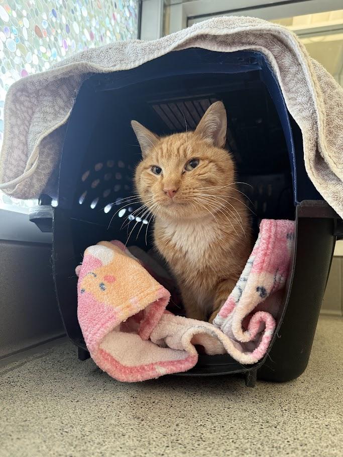 Enlarge Red, an adoptable Domestic Short Hair in Berkeley, CA image 6/6