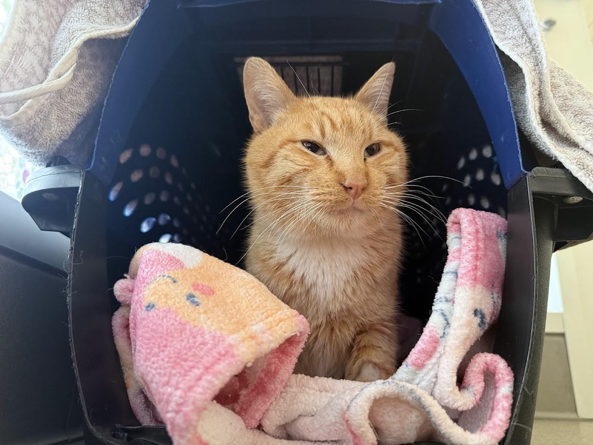 Enlarge Red, an adoptable Domestic Short Hair in Berkeley, CA image 4/6