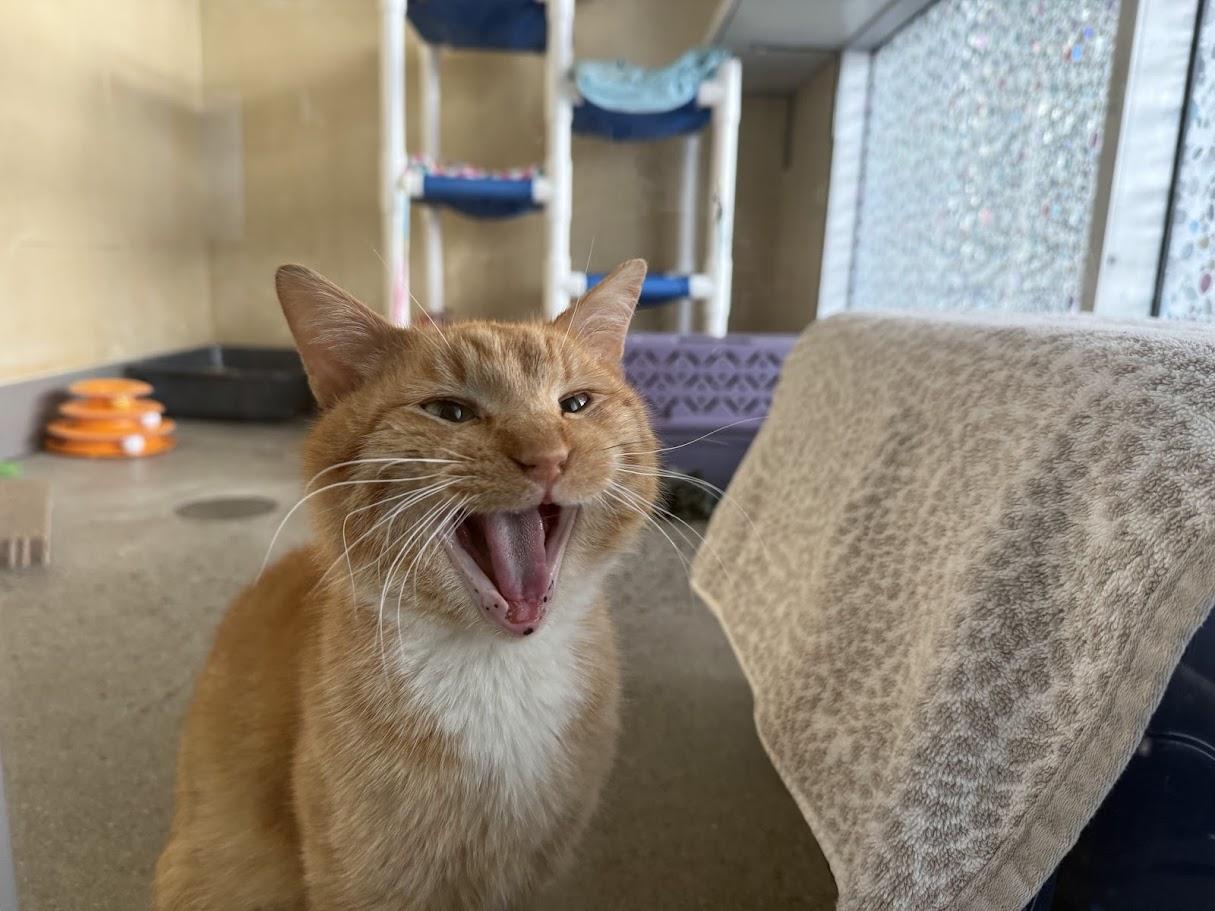 Enlarge Red, an adoptable Domestic Short Hair in Berkeley, CA image 1/6
