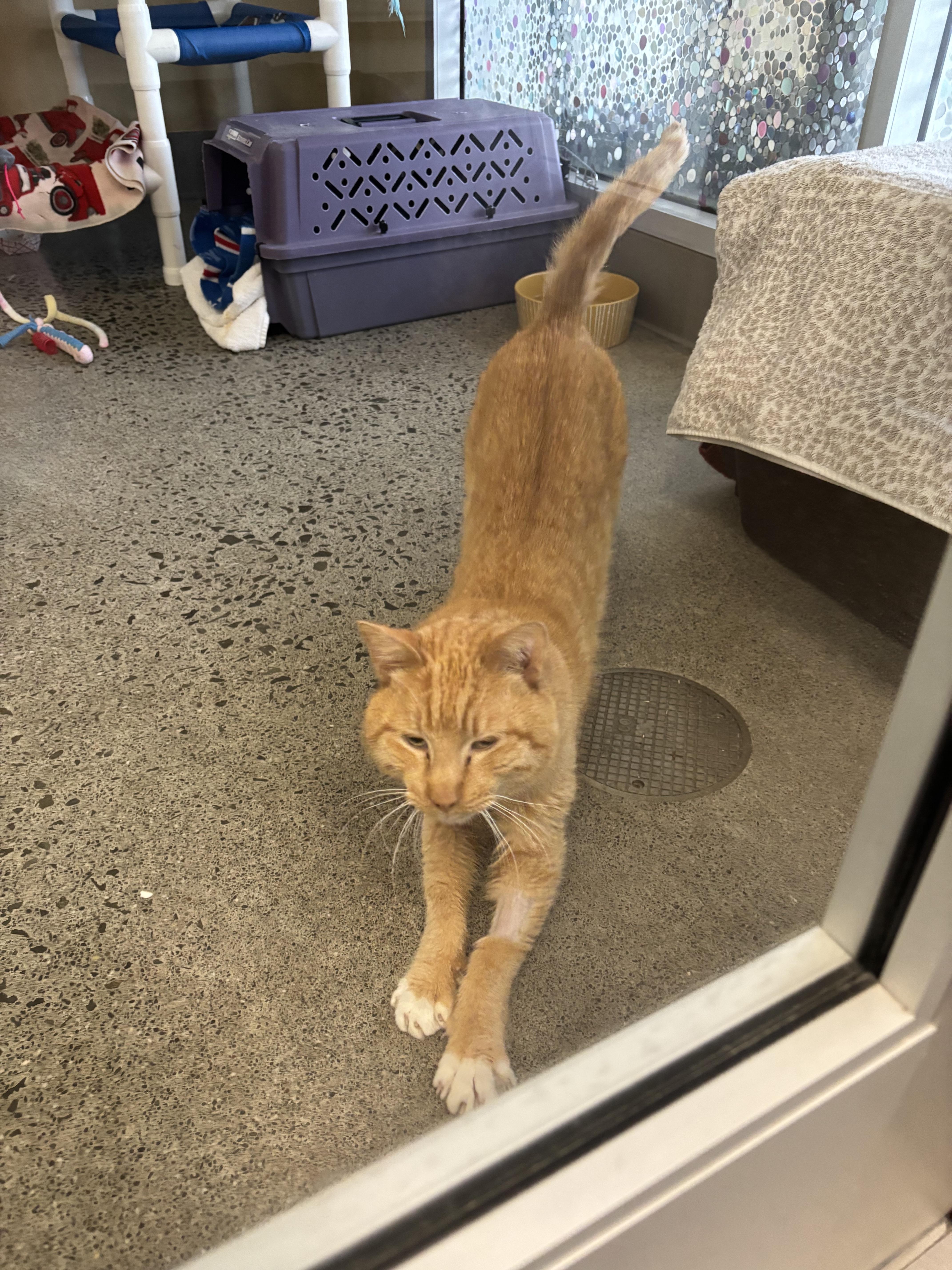 Enlarge Red, an adoptable Domestic Short Hair in Berkeley, CA image 3/6