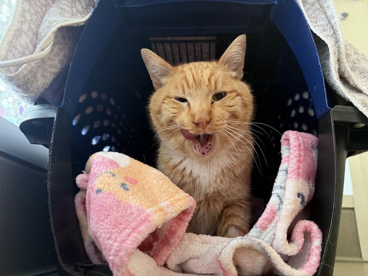 Enlarge Red, an adoptable Domestic Short Hair in Berkeley, CA image 5/6