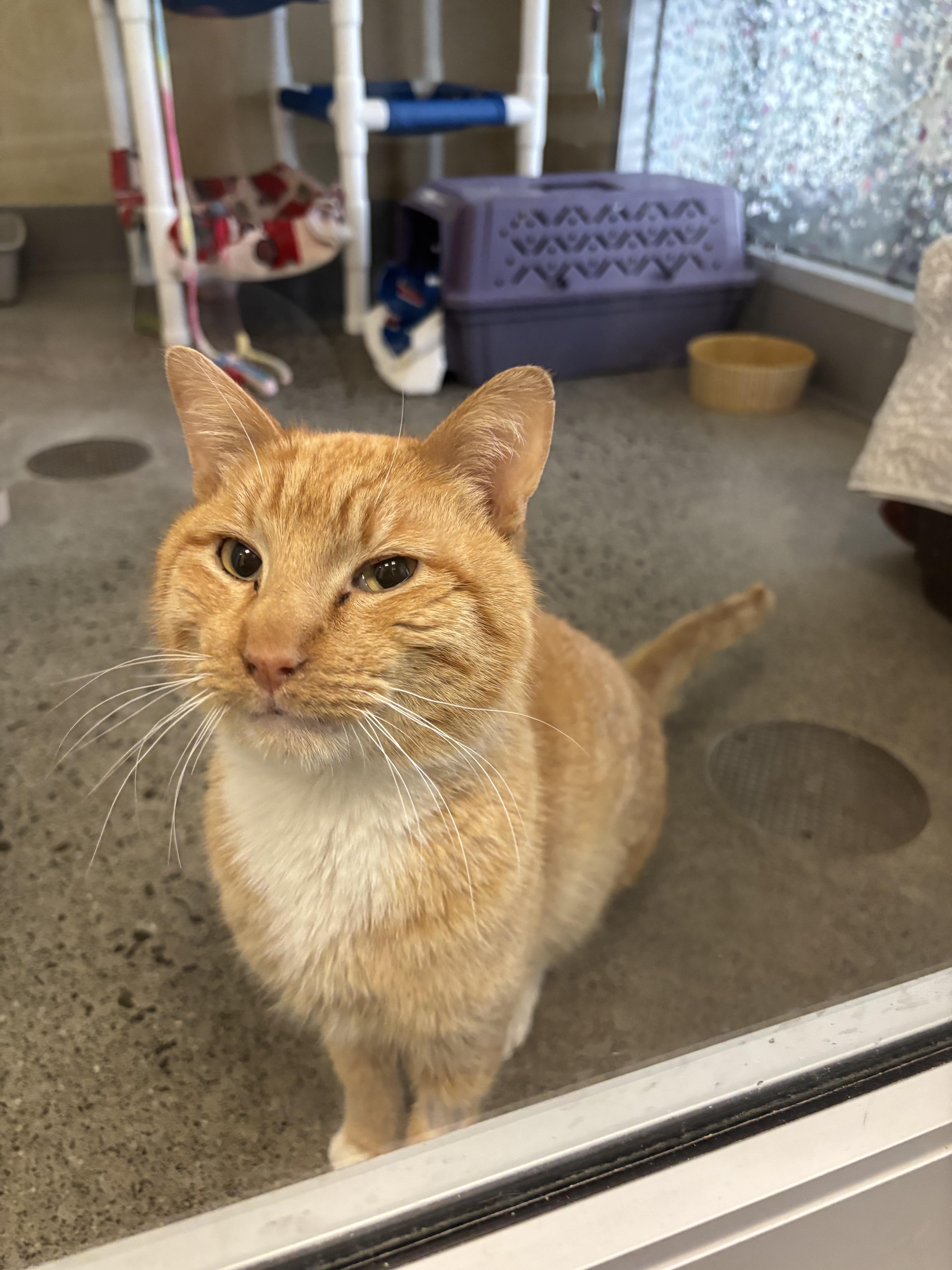 Enlarge Red, an adoptable Domestic Short Hair in Berkeley, CA image 2/6