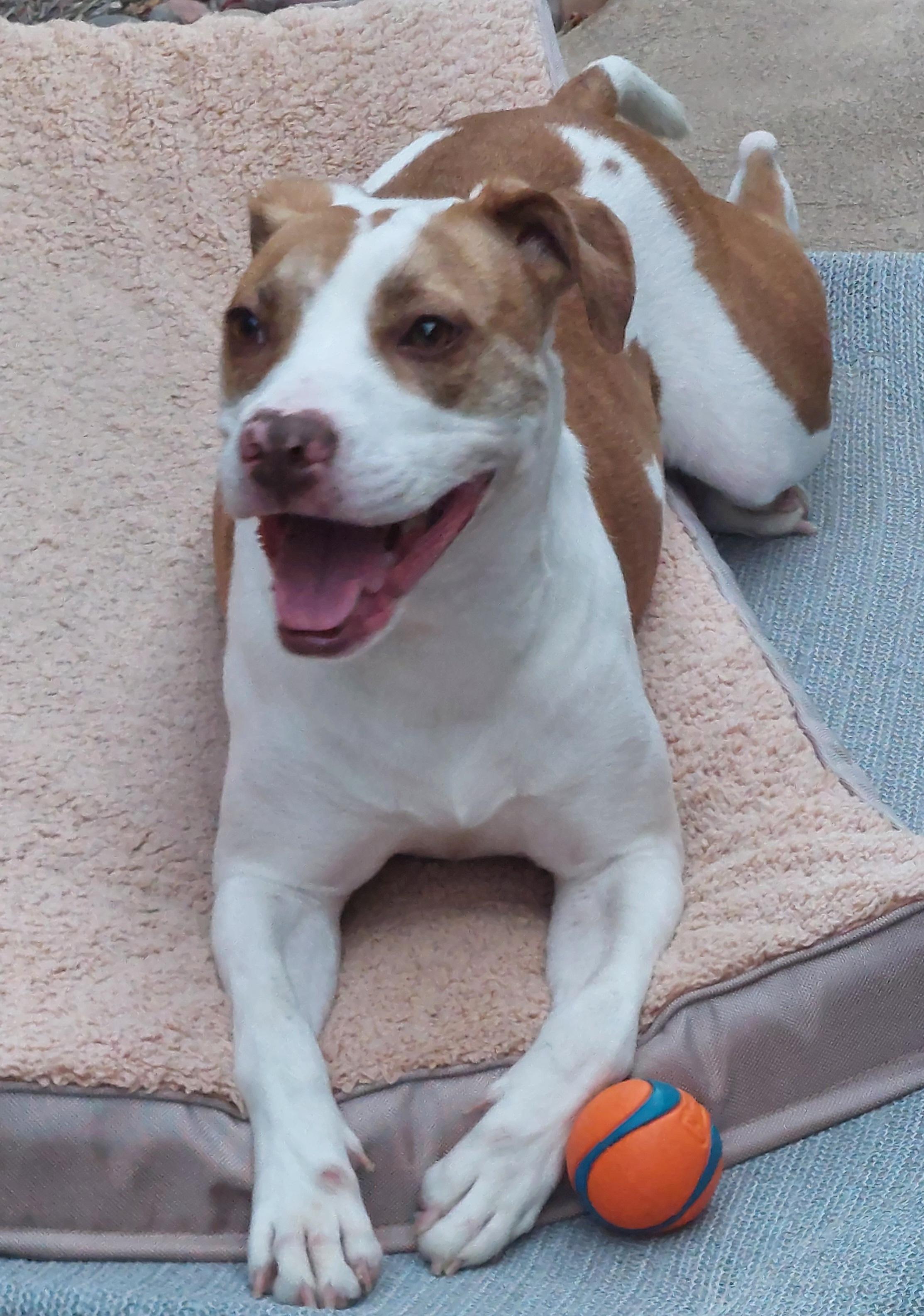 Bridget, ADOPTABLE, Young Female Terrier & Jack Russell Terrier.