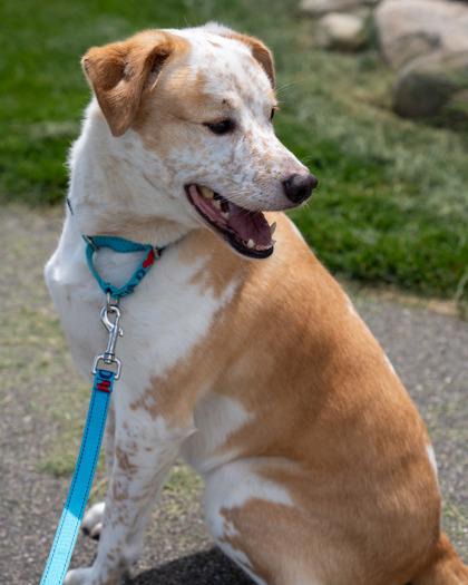 Sunny, Adoptable, Adult Male Cattle Dog & Mixed Breed.